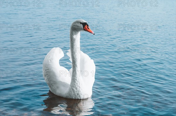 Beautiful swan swims across the lake in the morning sun. Symbol of family