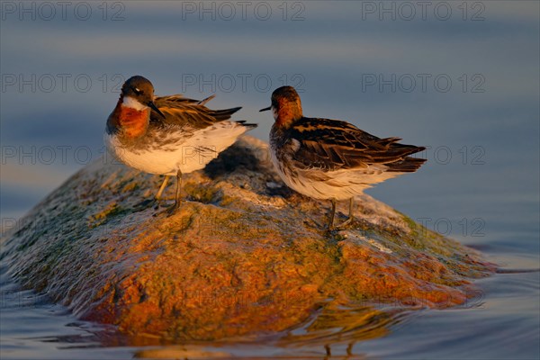 Two red-necked phalarope