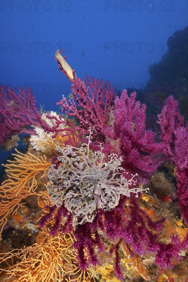 A blaze of colour in the mediterranean basket star