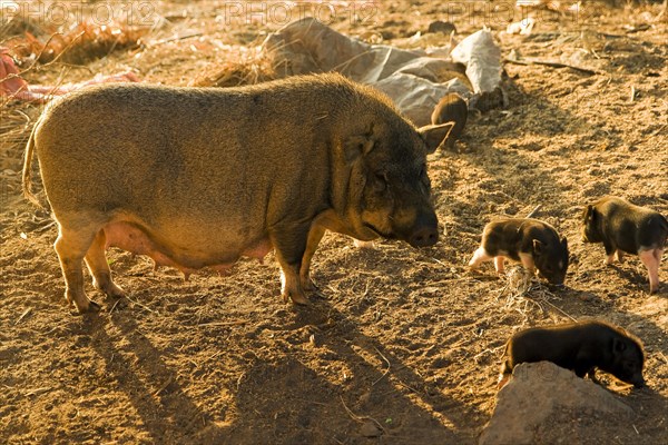 Pot-bellied pig with young