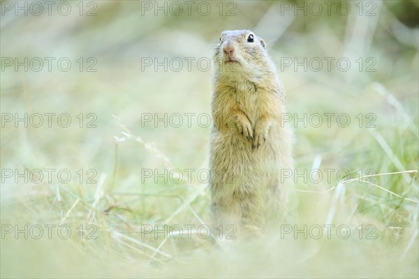 European ground squirrel