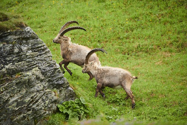 Alpine ibex