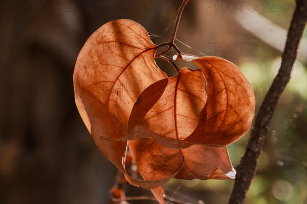 Close-up of dry brown leaves potentially from a Chinese lantern plant