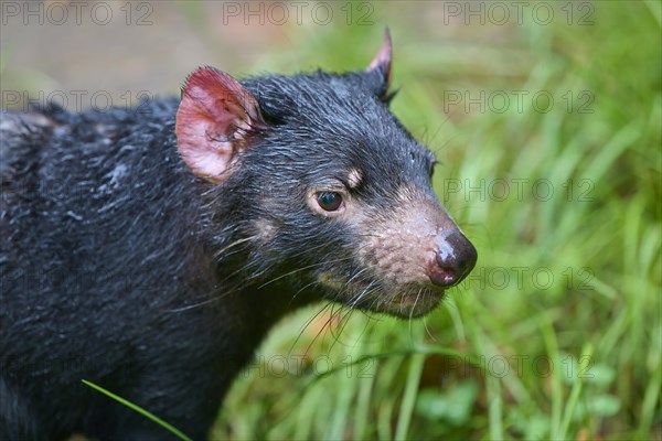 Tasmanian devil