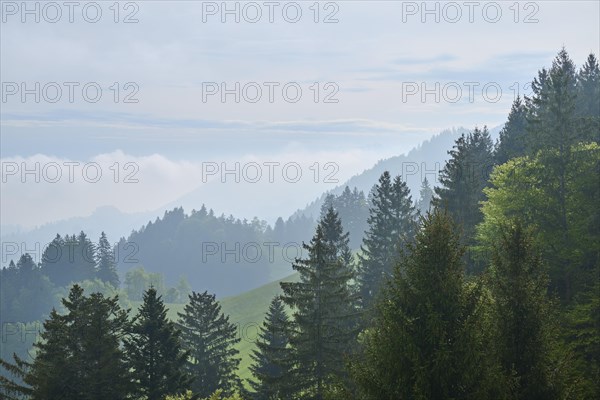 A mountainous landscape with lush green trees and wafts of mist in the background