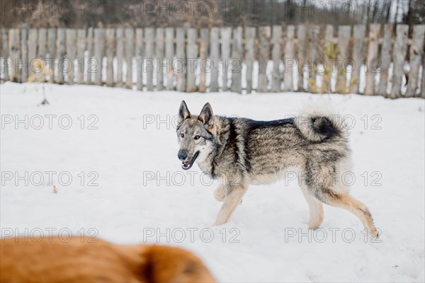 Siberian husky on a walk on a winter day in an animal shelter