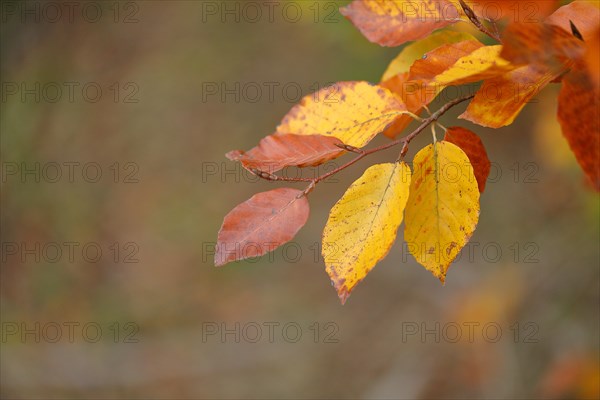 Colourful leaves of a copper beech