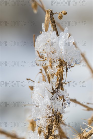 Sculptures created by ice