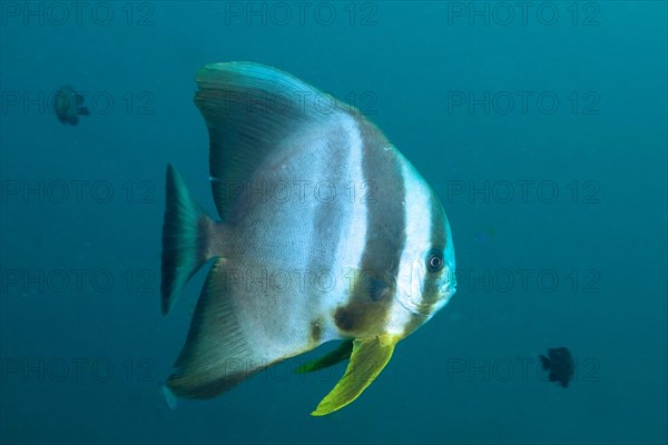 Longfin batfish