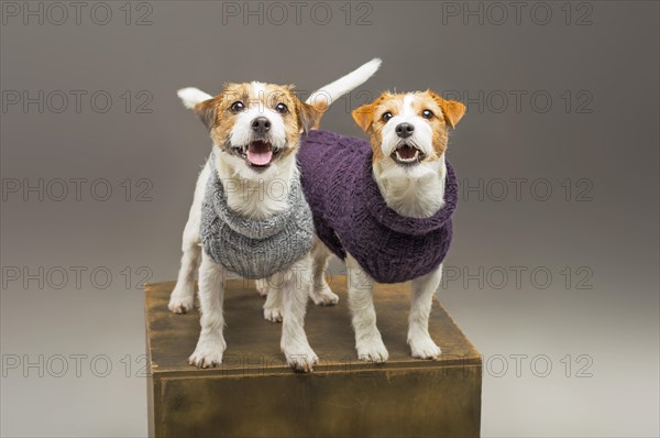 Two charming Jack Russell posing in the studio in warm sweaters.