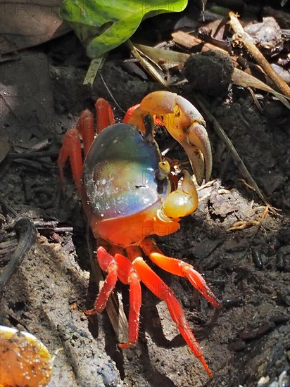 Rainbow crab