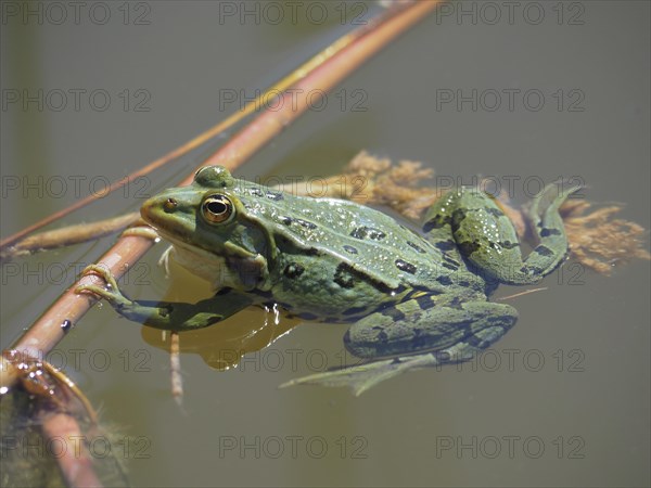 Pool frog