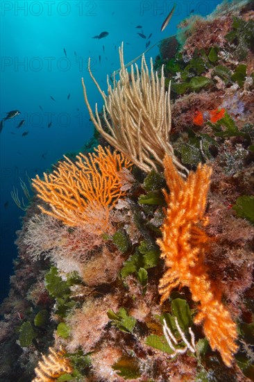 Yellow gorgonian