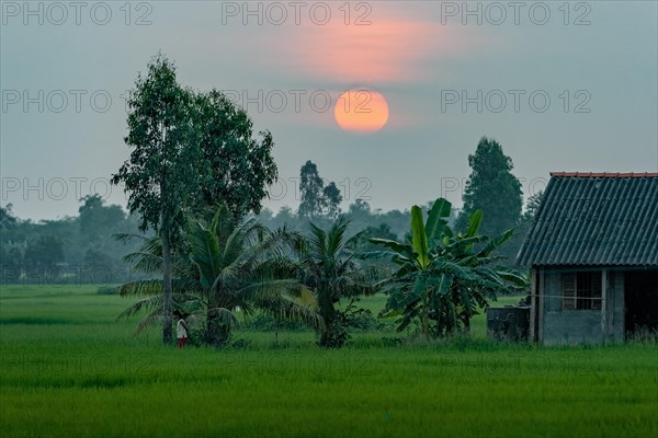 Rice fields in the Mekong Delta in the evening