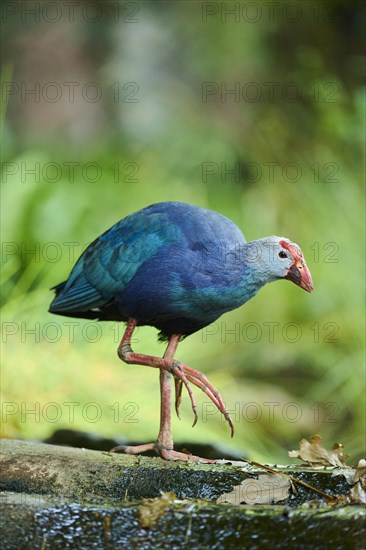 Western swamphen