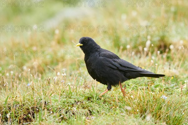 Yellow-billed chough