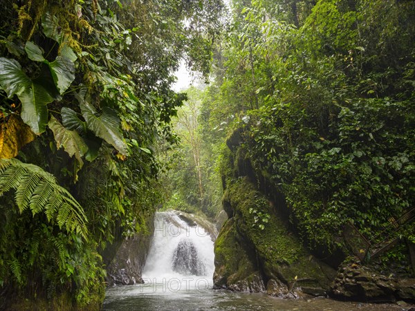 Small waterfall in the cloud forest