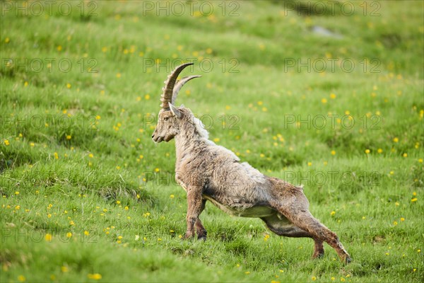 Alpine ibex