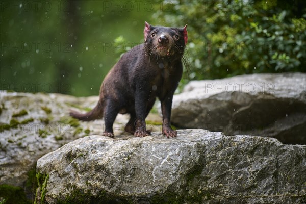 Tasmanian devil