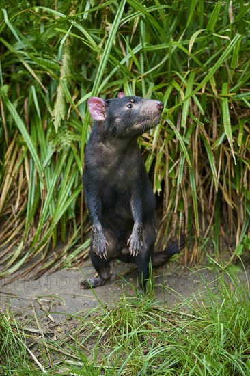 Tasmanian devil