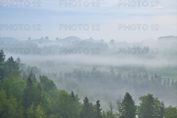Morning mist gently envelops the moraine hills landscape and trees in a quiet atmosphere