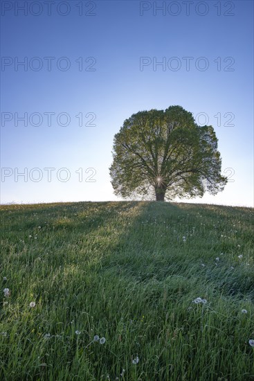 Peace lime tree