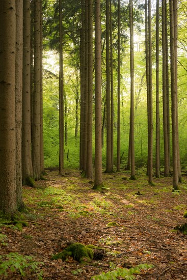 Rays of sunlight fall in mixed forest on forest floor with old deciduous layer