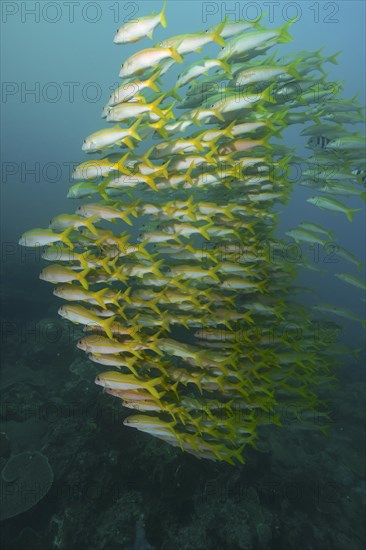 School of fish