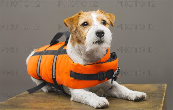 Pedigreed Jack Russell in the costume of a lifeguard Malibu stands on a pedestal in the studio.