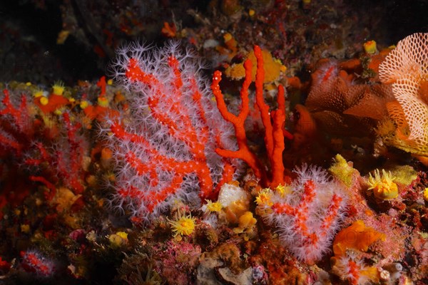 Red coral