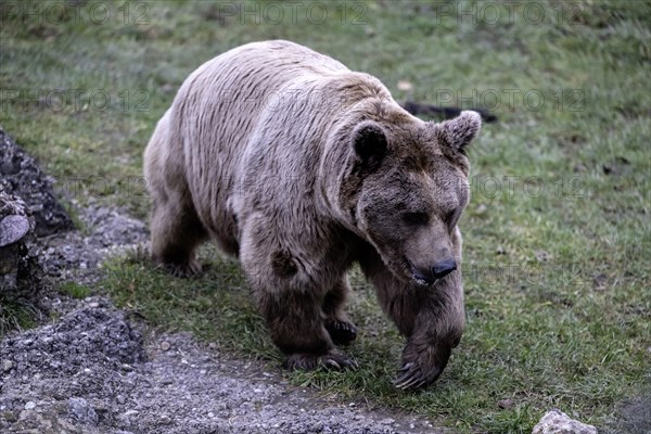 Syrian brown bear