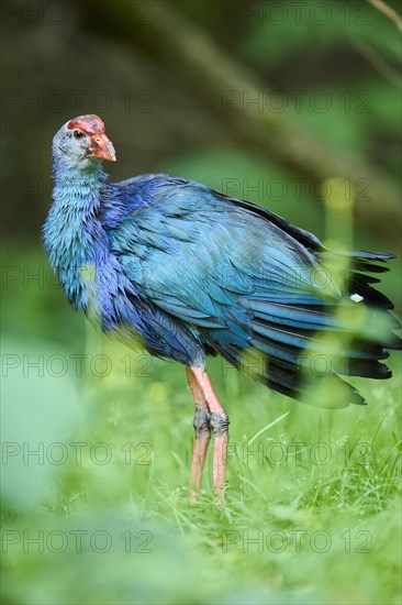 Western swamphen