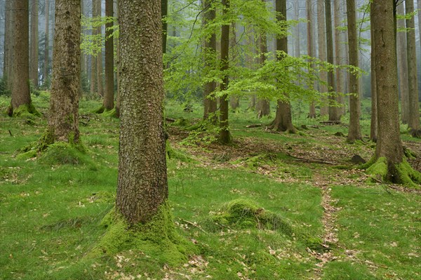 Foggy fir forest with moss-covered ground and natural light