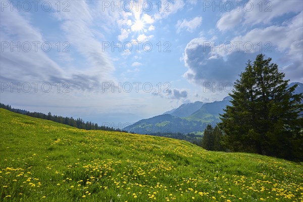 A peaceful meadow with yellow dandelion flowers against a mountain backdrop under a cloudy sky