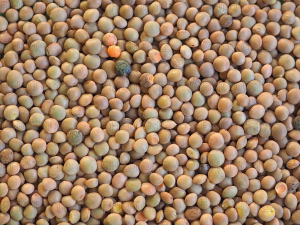 Lentils