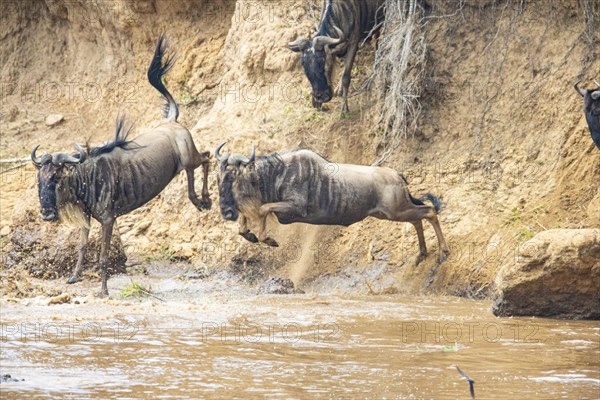 Wildebeest