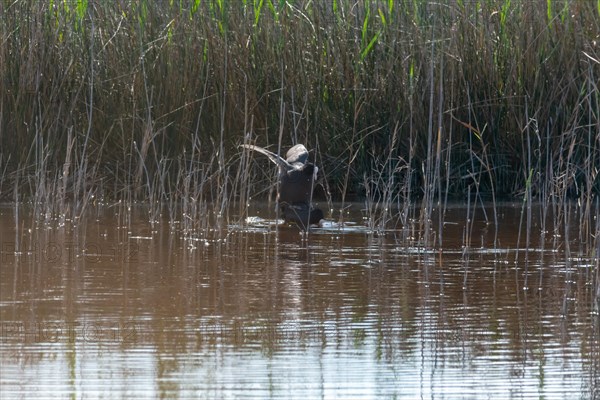 Common coot