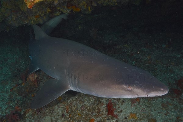 Sand tiger shark