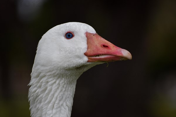 Portrait of a domestic goose