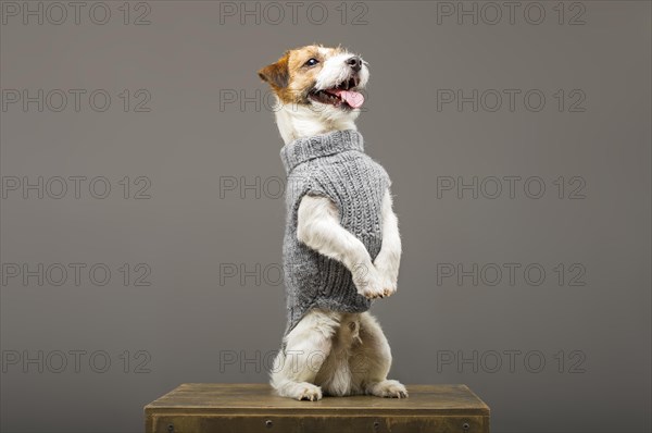 Charming Jack Russell posing in a studio in a warm gray sweater.