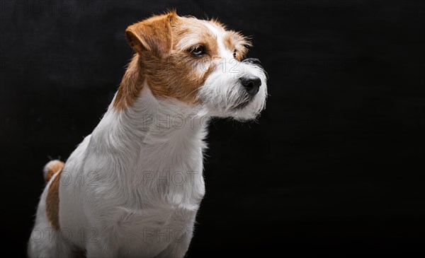 Purebred Jack Russell is lying on a pedestal in the studio and looking at the camera.