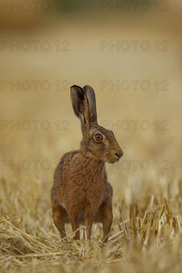 European brown hare