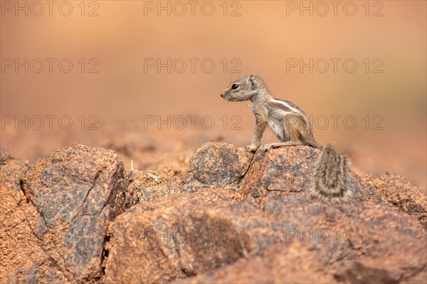 Barbary ground squirrel