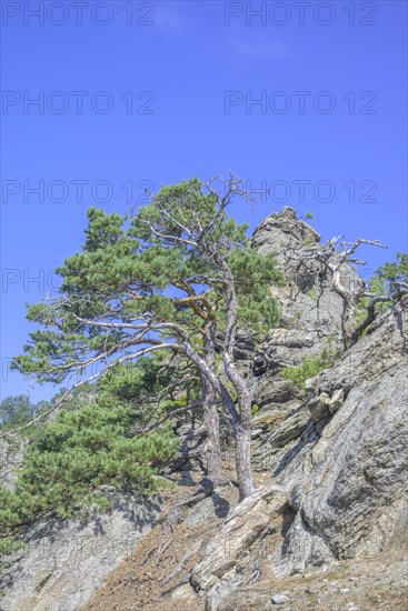 Pines and rock formations on the Vogelbergsteig