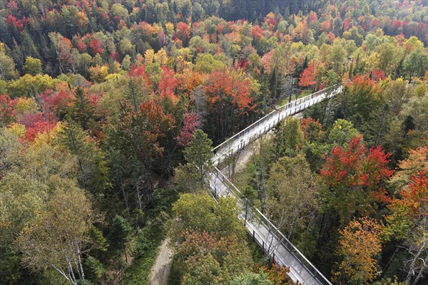 Tree top walkway in autumn