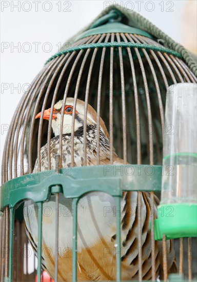 Red-legged partridge