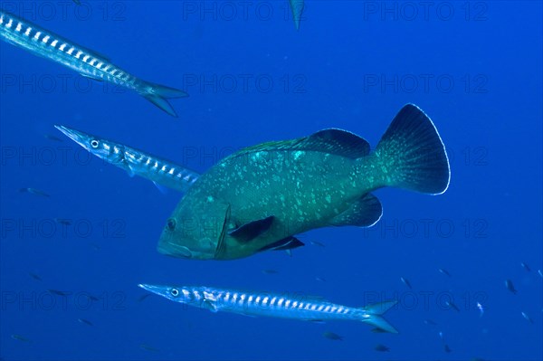 Dusky grouper