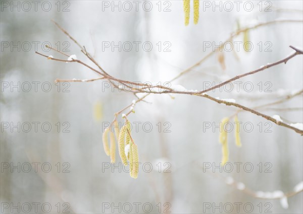 Delicate hazel twigs with blossoms