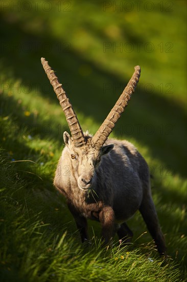 Alpine ibex