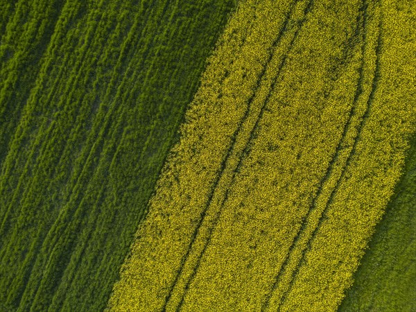 Drone image of rape field